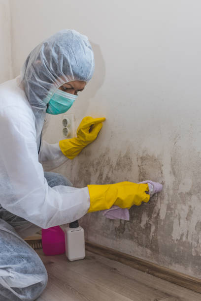Best Mold Removal for HVAC Installations  in Fox Island, WA