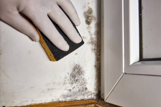 Best Dehumidification Services  in Fox Island, WA